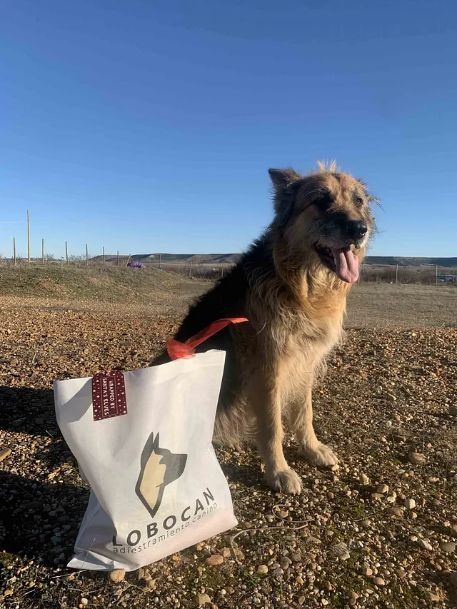Centro Canino Lobocan perros